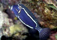  Ostracion whitleyi (Whitley’s Boxfish)